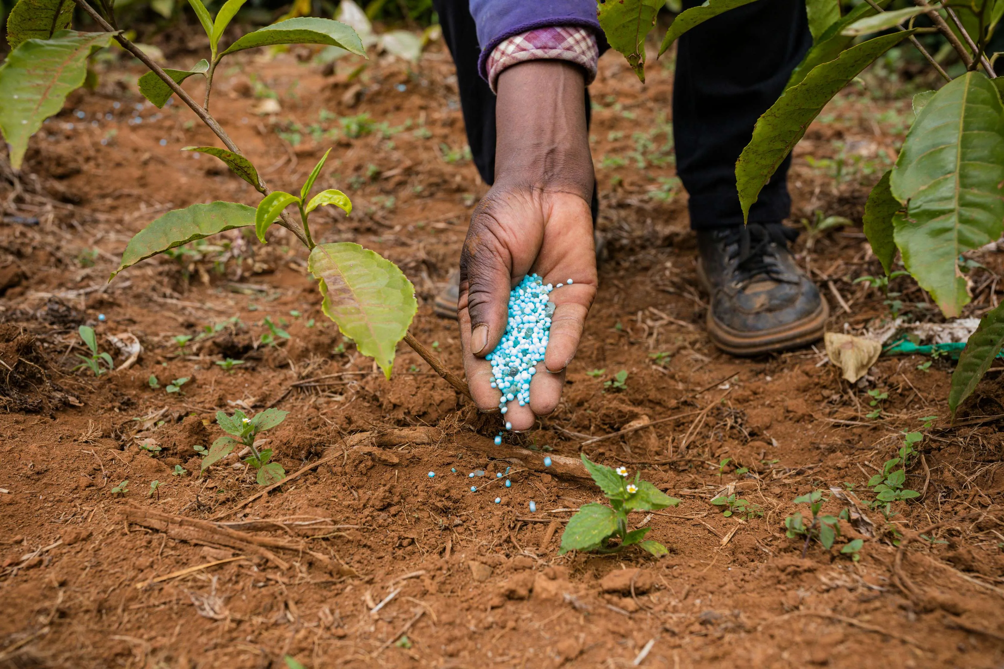 Agricoltura