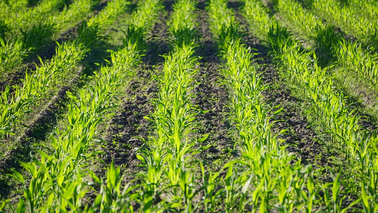 Il cloruro di manganese è applicato in agricoltura