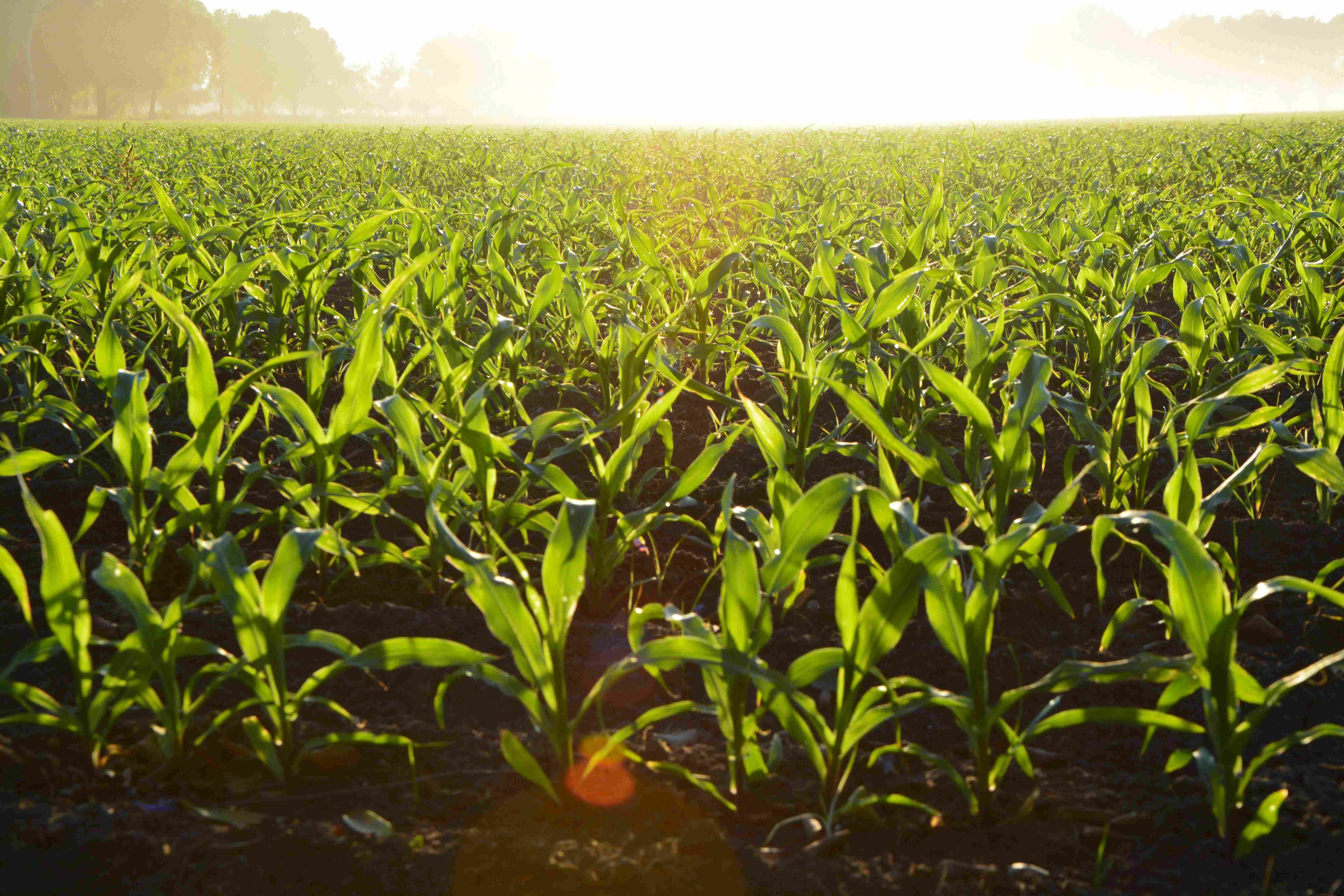 Agricoltura