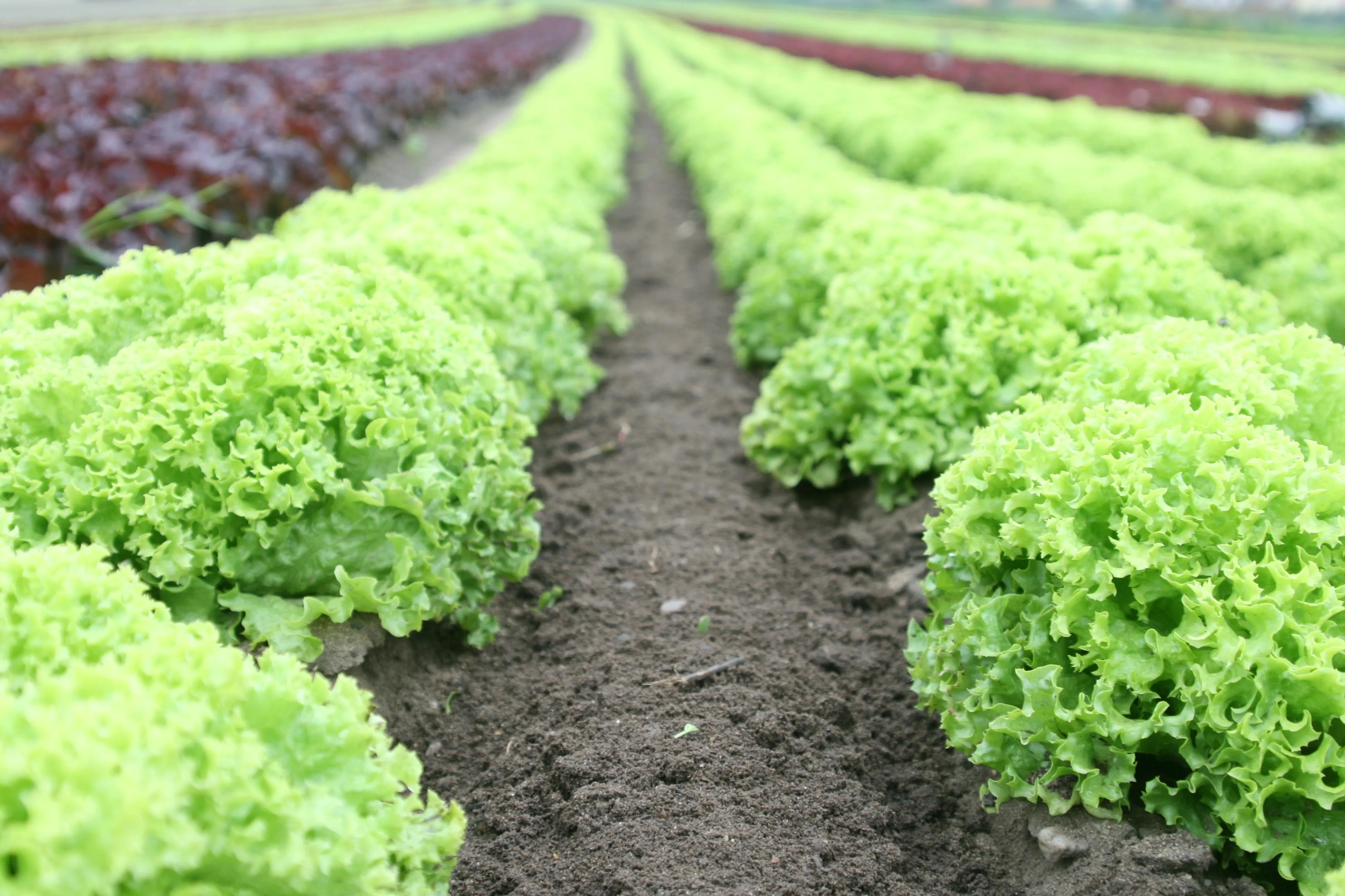 Agricoltura