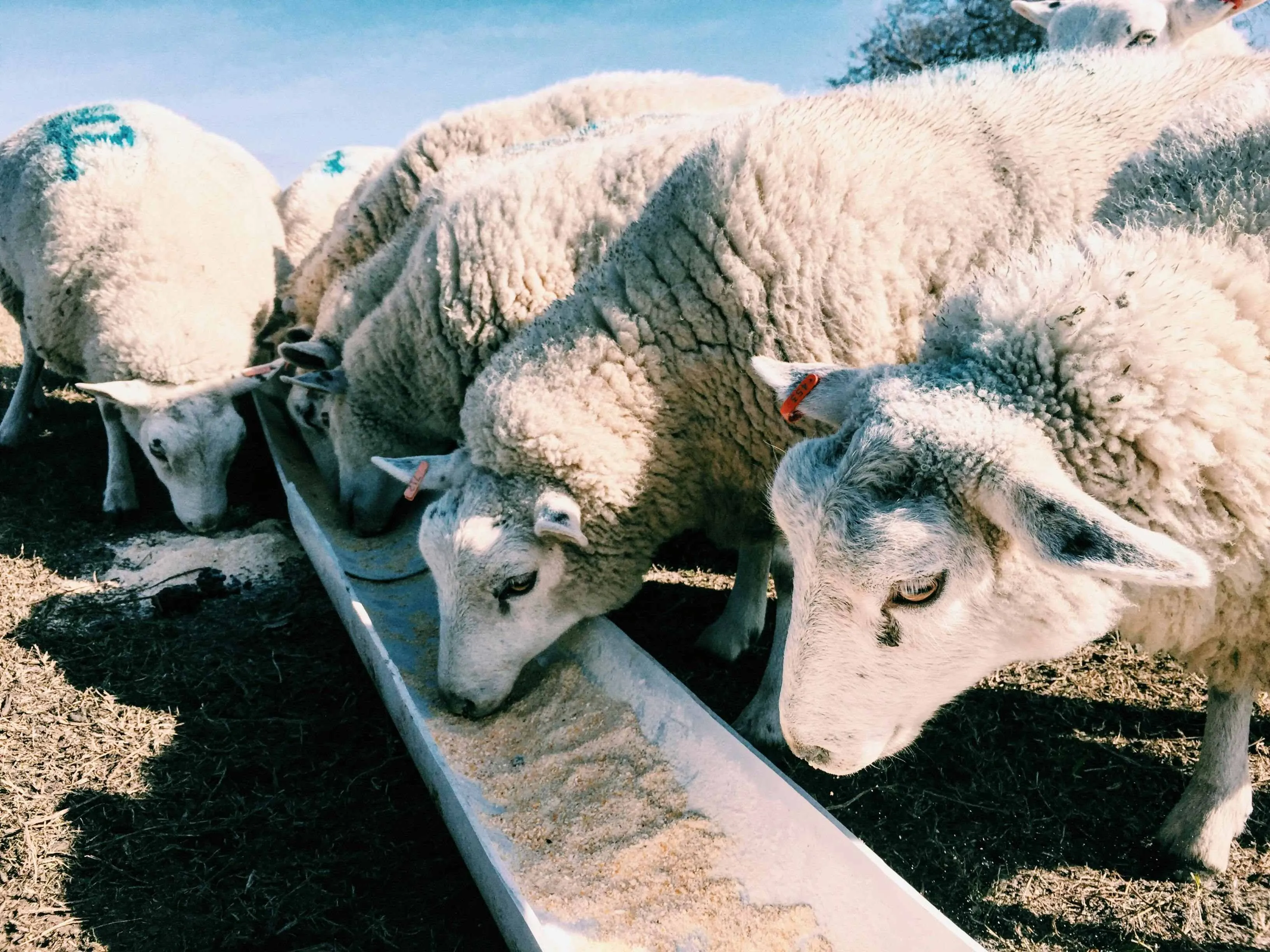 Agricoltura